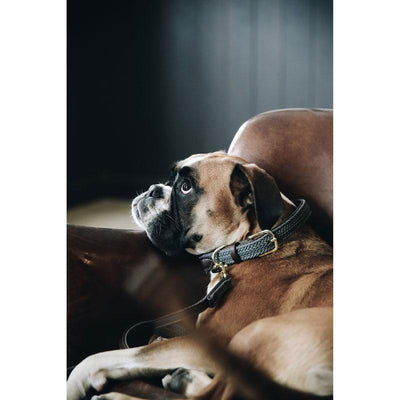 Kentucky Plaited Nylon Dog Collar - Equine Designs