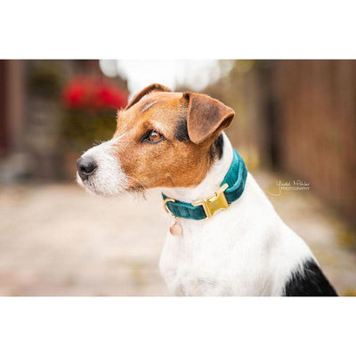 Kentucky Velvet Dog Collar - Equine Designs